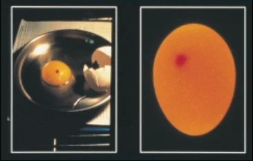 USDA photographs · broken-out and candled views · Figure 44