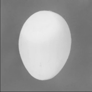 USDA photograph · normal shell shape · Figure 32