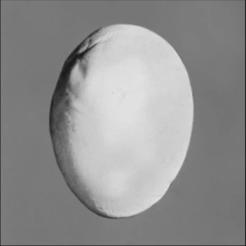 USDA photograph · abnormal shell · Figure 35