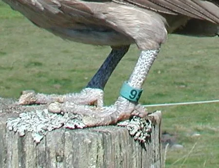 Dutch bantam hen · cropped leg and foot detail