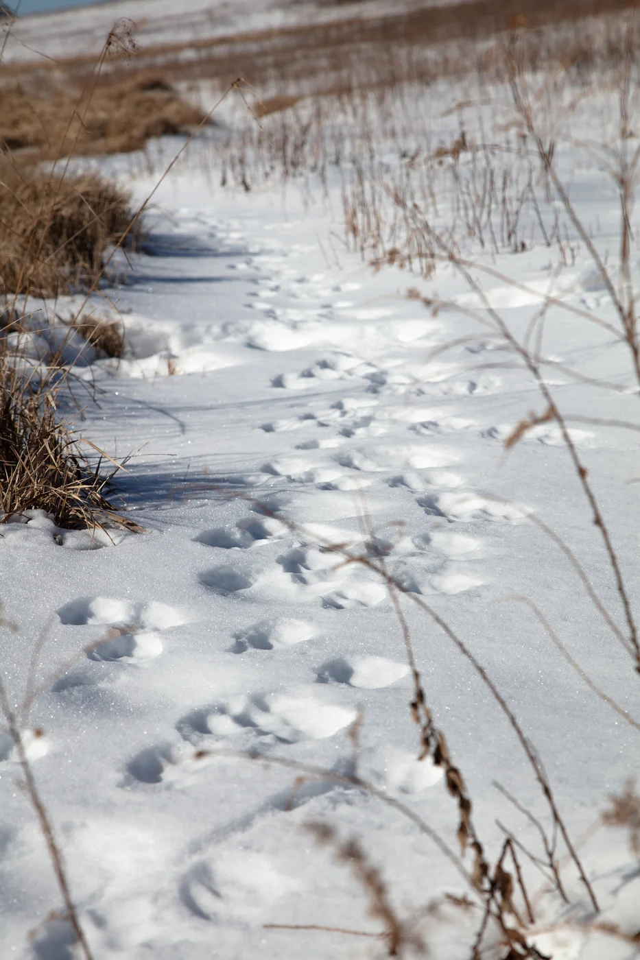 National Park Service photograph · fox trail in snow