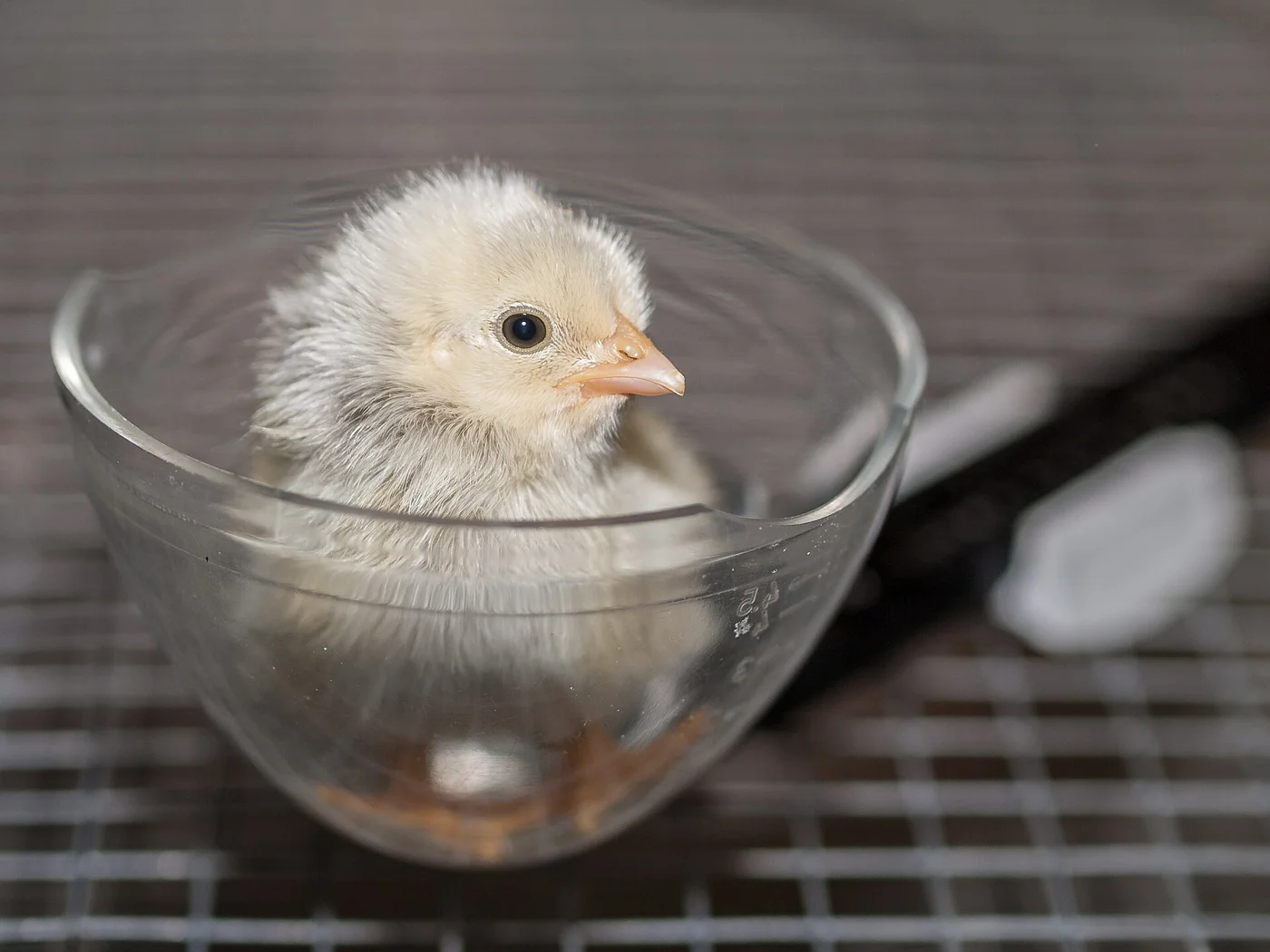 One-day-old chicken hatchling · breed not supplied · 28 g in source caption