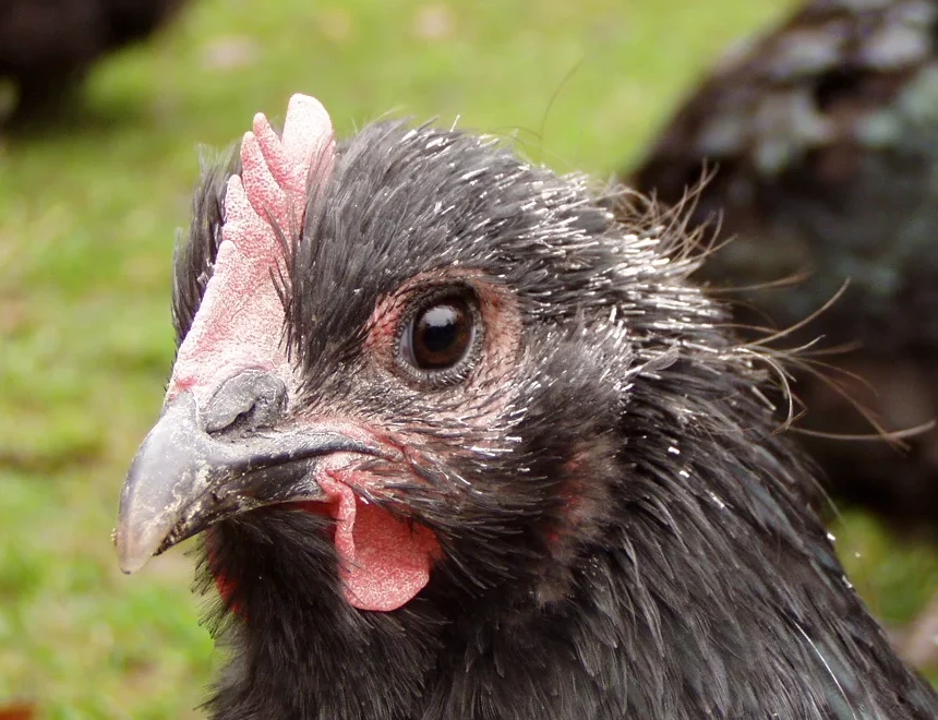 Orpington hen during molt · close-up
