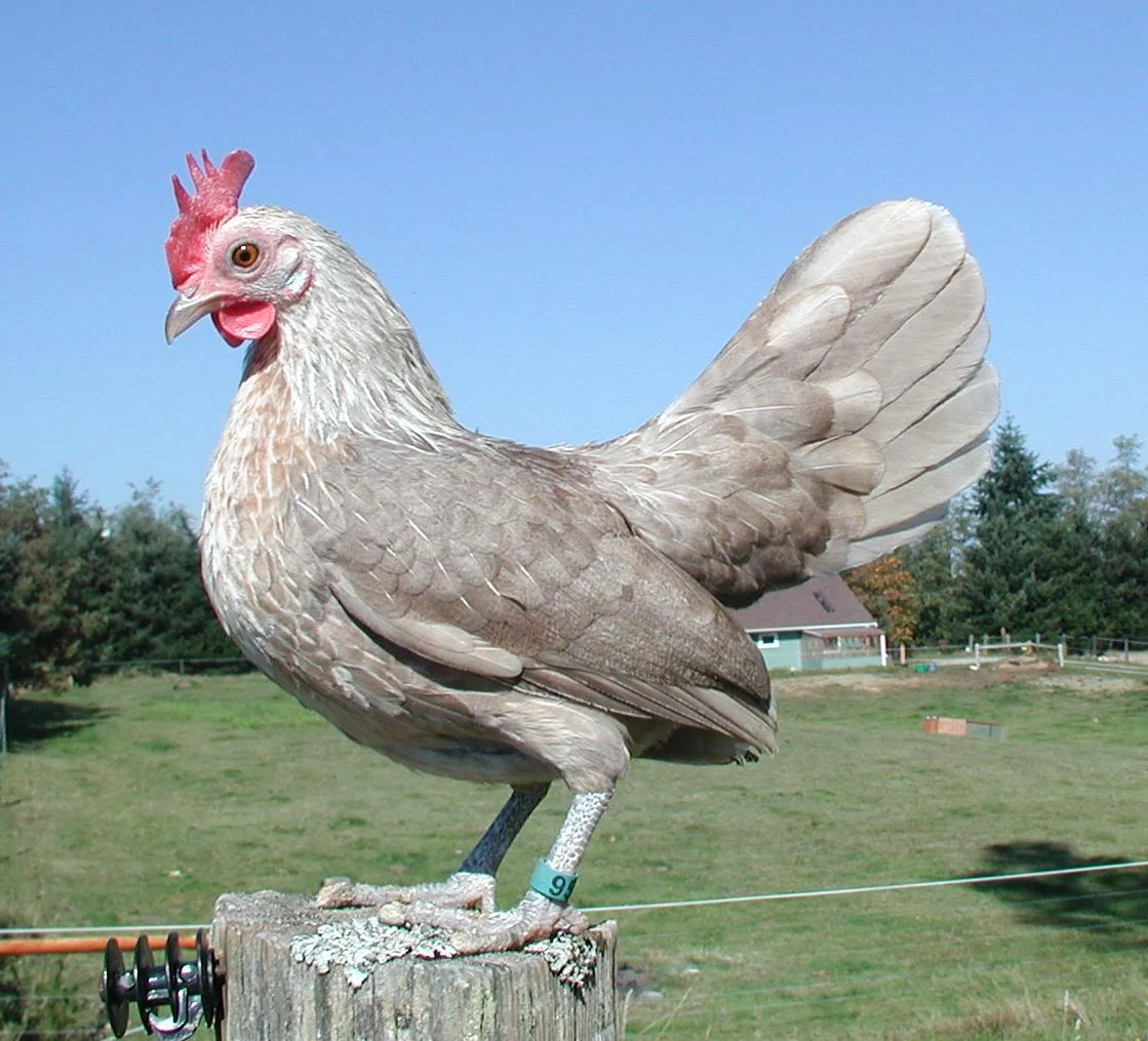 Fawn silver Dutch bantam hen · side view