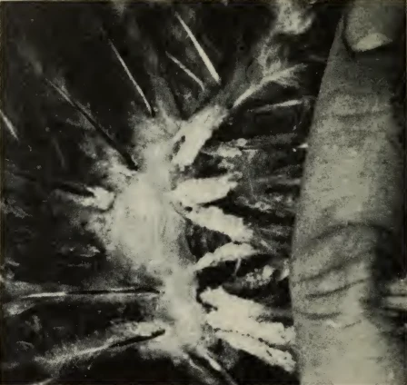 Historical Canadian government photograph · egg masses near the vent