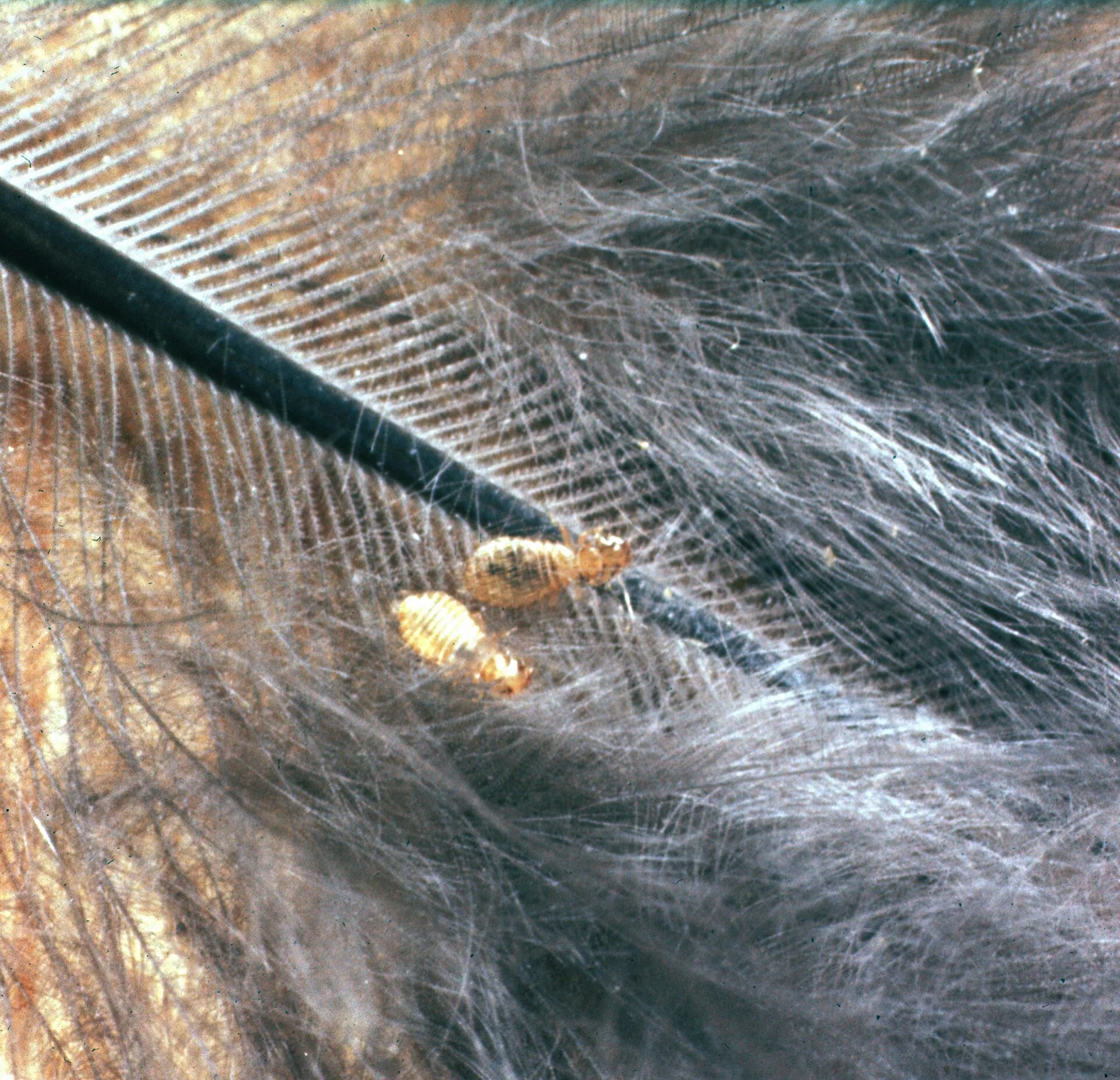 Chicken body louse nymphs on a feather · magnified photograph