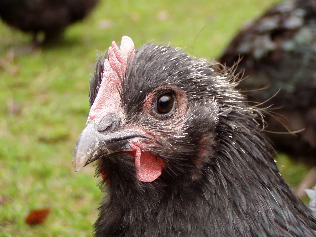 A real close-up of pin feathers on a molting hen