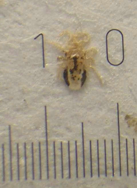 Ornithonyssus sylviarum · magnified specimen from a rodent nest