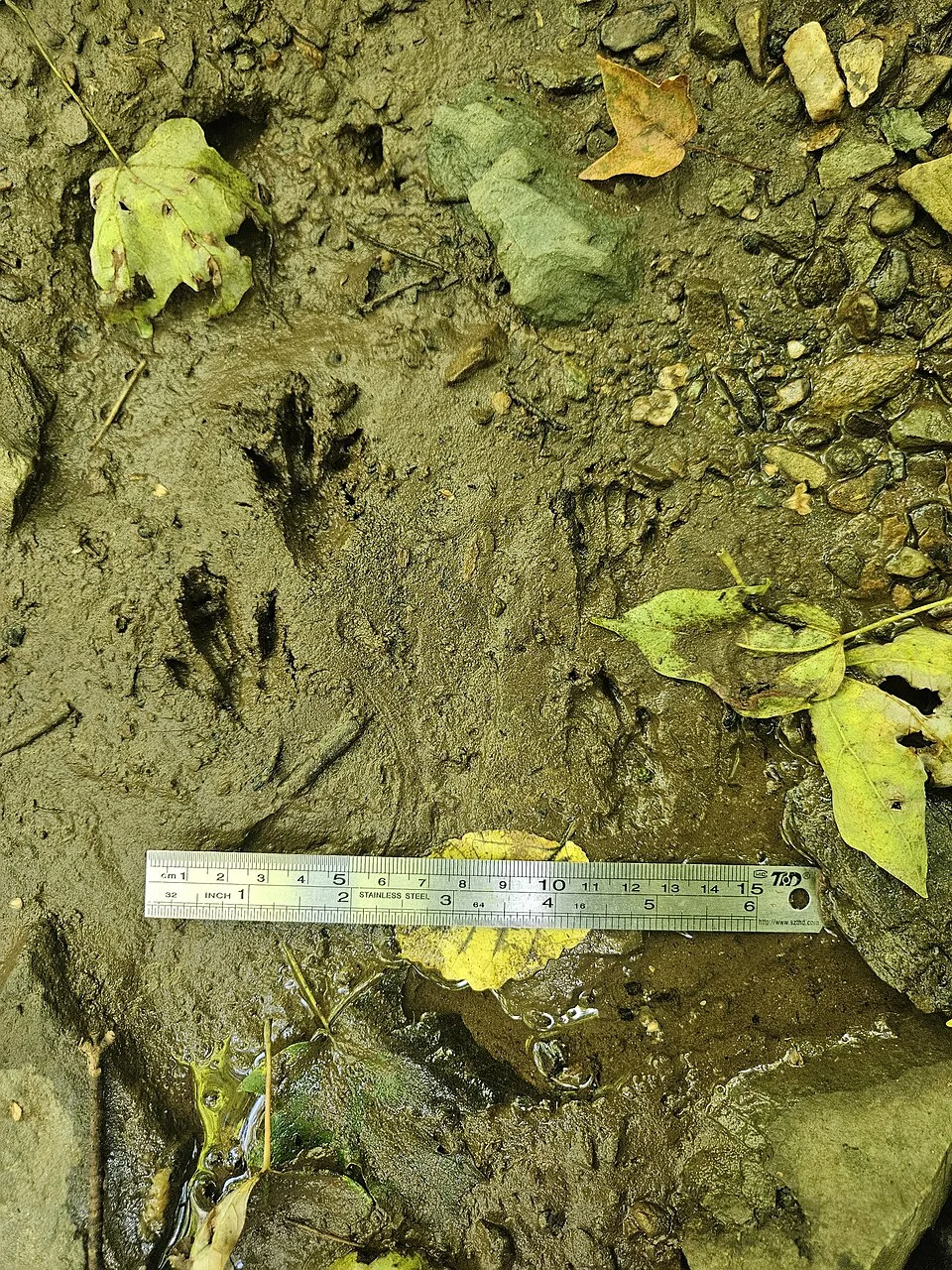 Common raccoon track reference · scale included