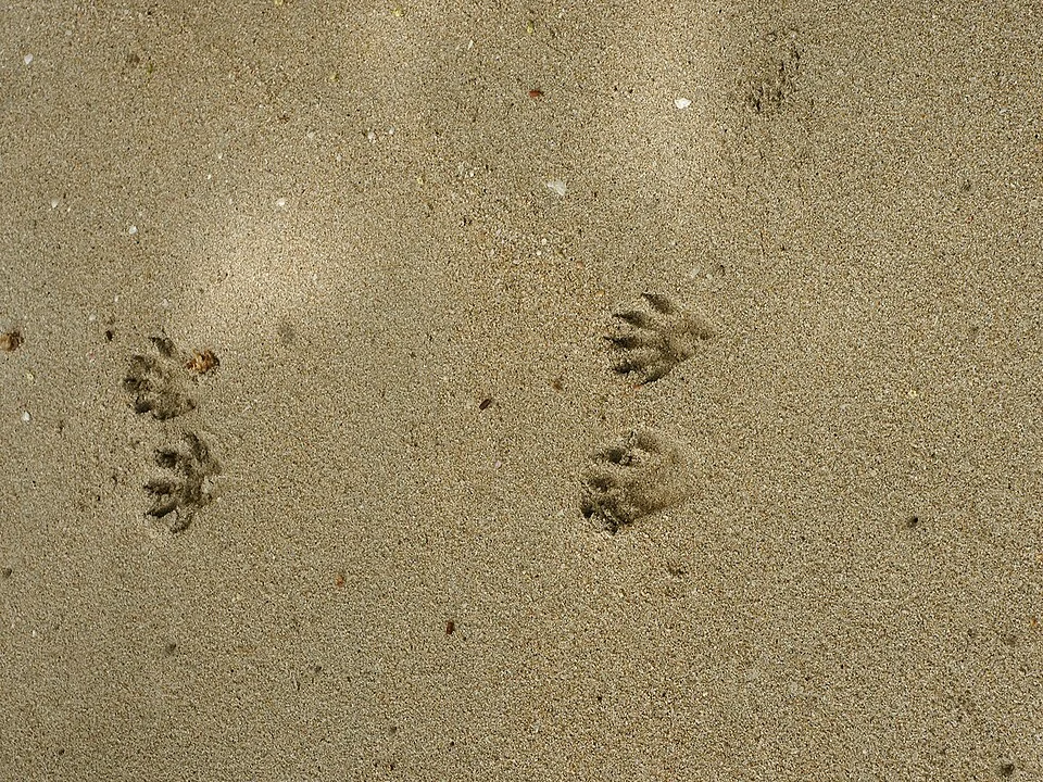 Common raccoon tracks · Cahuita National Park, Costa Rica