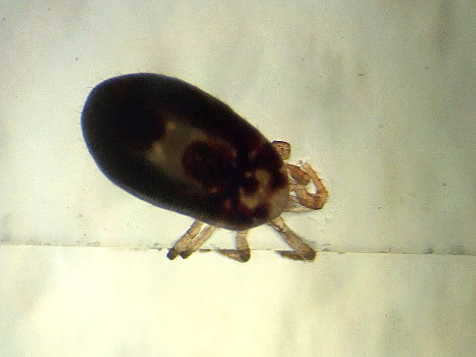 Dermanyssus gallinae from a hen · microscopic photograph