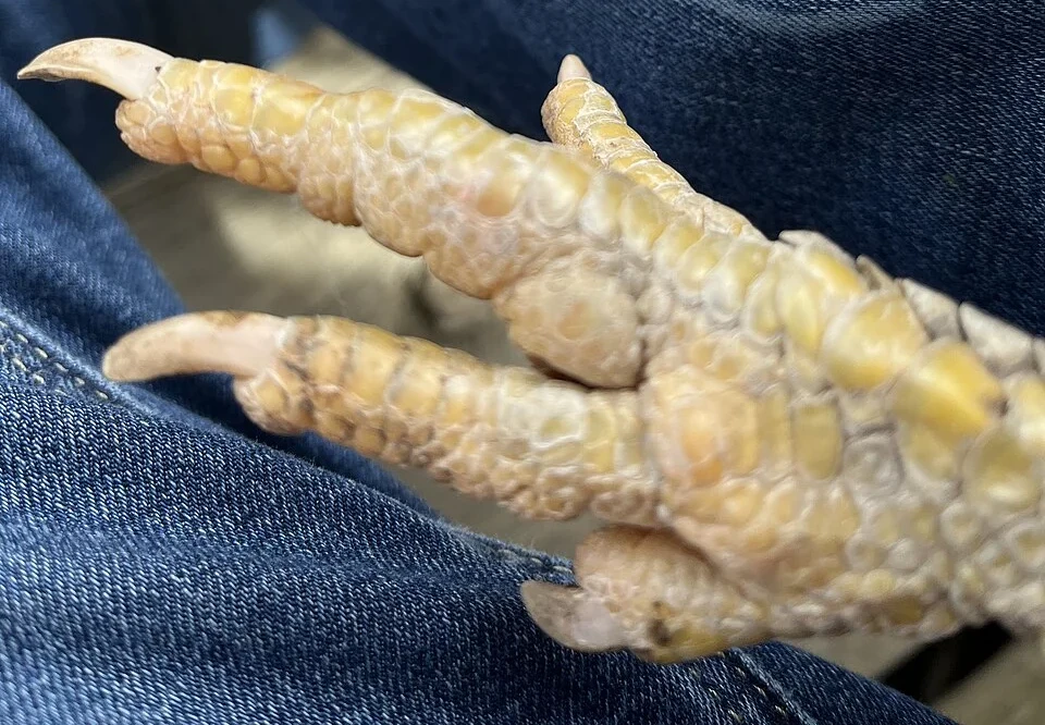 Chicken foot and leg · source identifies scaly-leg changes