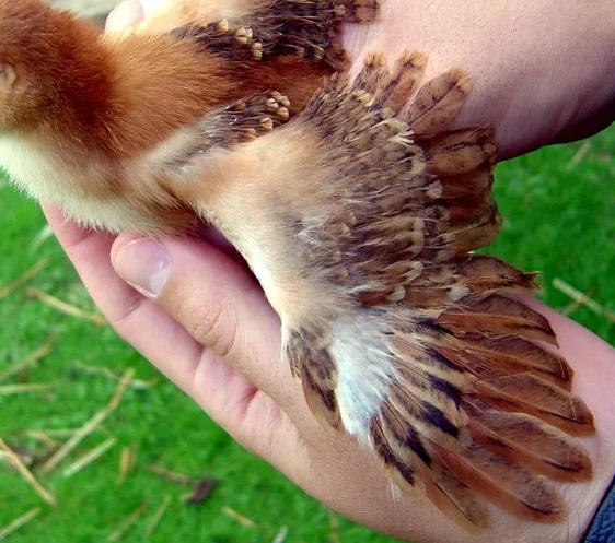 Nine-day-old Rhode Island Red · cropped wing detail