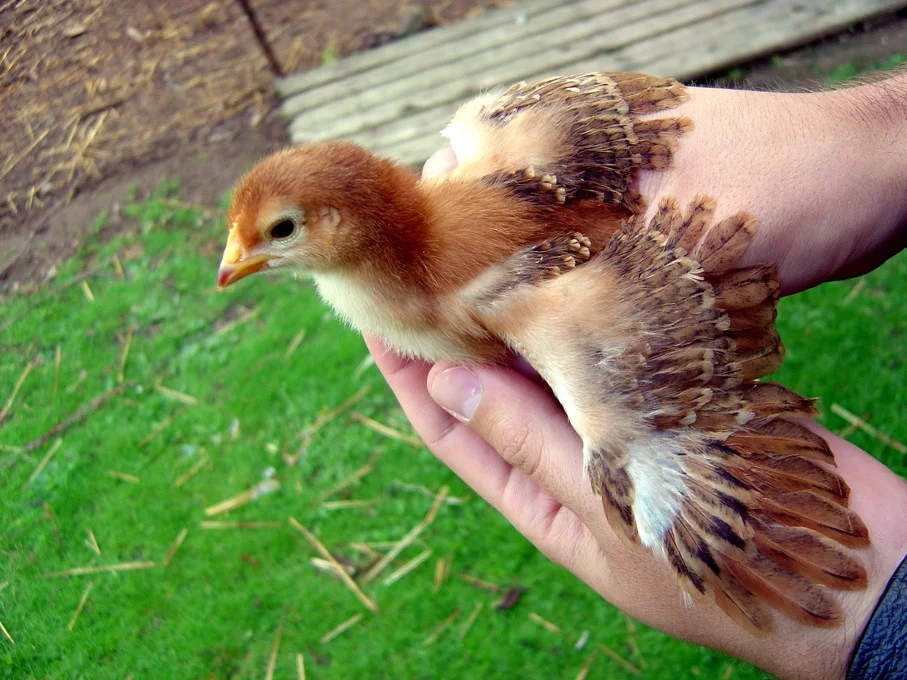 Rhode Island Red chick · documented age: nine days