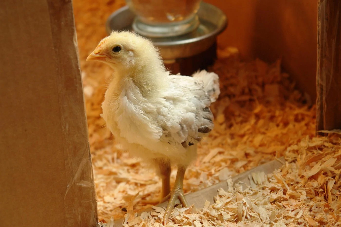Delaware chick · documented age: three weeks