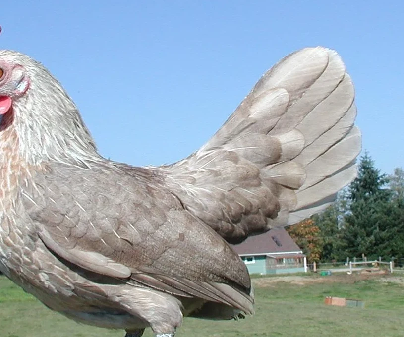 Dutch bantam hen · cropped plumage detail